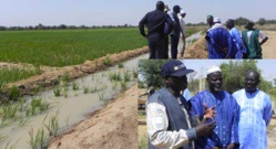 La DG de la SAED à la ferme de Thierno Samassa La DG de la SAED à la ferme de Thierno Samassa