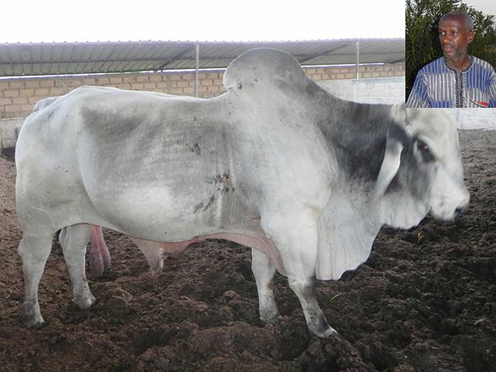 ELEVAGE - La ferme du Groupe Thimbo de Semmé: Un modèle à multiplier. ELEVAGE - La ferme du Groupe Thimbo de Semmé: Un modèle à multiplier.