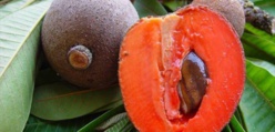  Les vertus de l'huile végétale de la noix de Sapote. 