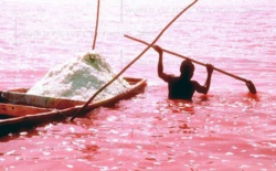 DECOUVERTE: Au fond des eaux du lac rose