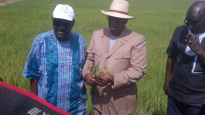 Macky Sall dans les rizières du Walo