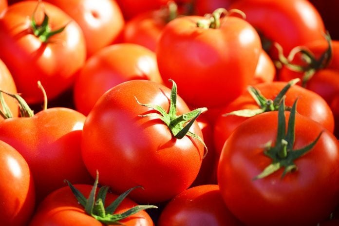 Production de tomate à Saint-Louis : Mbilor en passe de devenir le plus grand producteur de la région