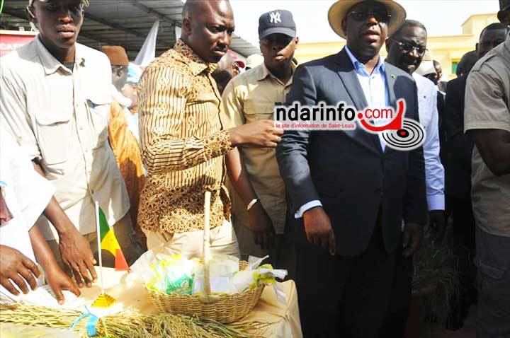 Tournée économique de Macky Sall dans la vallée du fleuve : Éleveurs et riziculteurs demandent un accompagnement de l’État Tournée économique de Macky Sall dans la vallée du fleuve : Éleveurs et riziculteurs demandent un accompagnement de l’État
