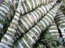 Le kinkeliba : son importance dans le traitement des maladies du foie Le kinkeliba : son importance dans le traitement des maladies du foie