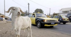 Tourisme et découverte: Dix bonnes raisons de venir au Sénégal Tourisme et découverte: Dix bonnes raisons de venir au Sénégal