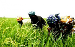 Autosuffisance en riz en 2017 : par devoir  d’éclairage. El-hadji Moustapha Diop, Spécialiste en semences