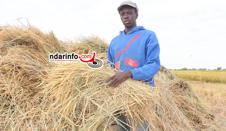 RIZICULTURE DANS LA CUVETTE DE NGALENKA : les performances des récoltes sont liées à la qualité des aménagements (paysan).