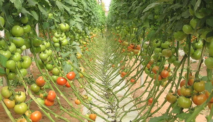 Filière tomate : les industriels invités à respecter leurs engagements.
