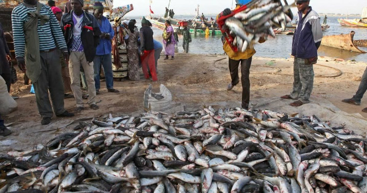 Le Portugal a importé du Sénégal 2.500 tonnes de poisson en 2022 (ministre) Le Portugal a importé du Sénégal 2.500 tonnes de poisson en 2022 (ministre)