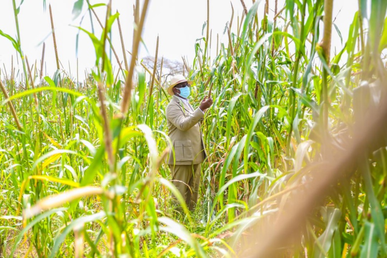 Campagne agricole : Macky SALL annonce une enveloppe exceptionnelle de 100 milliards de francs CFA Campagne agricole : Macky SALL annonce une enveloppe exceptionnelle de 100 milliards de francs CFA