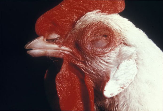 Nouakchott : la maladie de Newcastle détectée dans deux élevages de poulets Nouakchott : la maladie de Newcastle détectée dans deux élevages de poulets