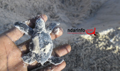 ENVIRONNEMENT : Éclosion de nids de tortues au parc National de Langue de Barbarie. Regardez !