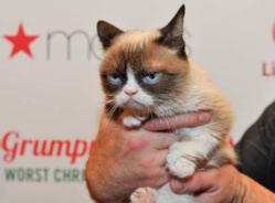 "Grumpy Cat", le chat le plus riche du monde