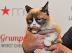 "Grumpy Cat", le chat le plus riche du monde "Grumpy Cat", le chat le plus riche du monde