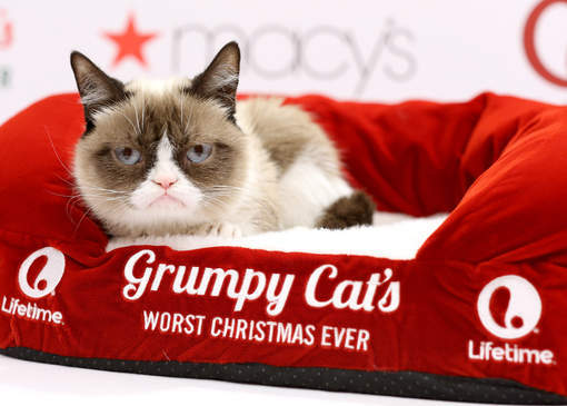 "Grumpy Cat", le chat le plus riche du monde