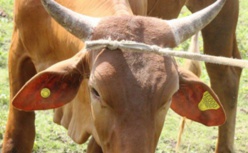 SAINT-LOUIS - DEUX VACHES VOLEES A KHAR YALLA: Un boucher et sa soeur arrètés à Darou SAINT-LOUIS - DEUX VACHES VOLEES A KHAR YALLA: Un boucher et sa soeur arrètés à Darou