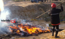 Saint-Louis : 200 kg de chanvre indien et 1 kg de drogue dure, incinérés. Saint-Louis : 200 kg de chanvre indien et 1 kg de drogue dure, incinérés.