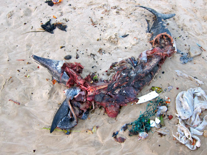 CRIME ENVIRONNEMENTAL A SAINT-LOUIS: le dauphin abandonné comme un détritus sur la plage.