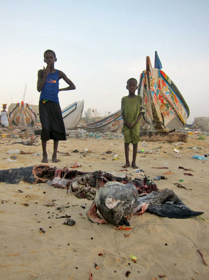 CRIME ENVIRONNEMENTAL A SAINT-LOUIS: le dauphin abandonné comme un détritus sur la plage. CRIME ENVIRONNEMENTAL A SAINT-LOUIS: le dauphin abandonné comme un détritus sur la plage.