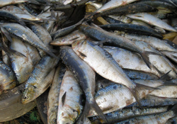 Le Yaboye (sardinelle) doit être réservée à la pêche artisanale (acteurs)