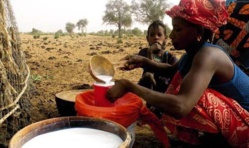 Production laitière: plaidoyer pour réduire la facture Production laitière: plaidoyer pour réduire la facture