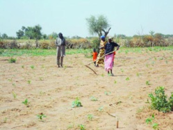 CRISE ALIMENTAIRE AU NORD SENEGAL: l'insécurité alimentaire menace 3 millions  de personnes.