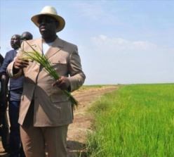 Sénégal: Macky Sall appelle à favoriser le riz local pour atteindre l'autosuffisance en 2017