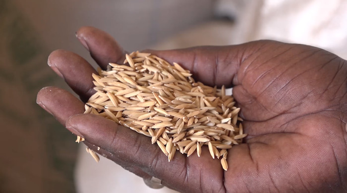 Campagne hivernale 2023 : la fondation Port Autonome de Dakar délivre les producteurs de riz de Aéré Lao (vidéo)
