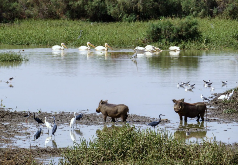 Saint-Louis : plaidoyer pour une meilleure gestion de la Réserve de Biosphère Transfrontalière du Delta du fleuve Sénégal (vidéo) Saint-Louis : plaidoyer pour une meilleure gestion de la Réserve de Biosphère Transfrontalière du Delta du fleuve Sénégal (vidéo)
