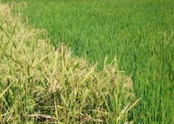 BILAN DES PROJETS-PROGRAMMES DU FIDA AU SENEGAL PLUS DE 248 MILLIARDS CFA INVESTIS DANS 16 PROJETS