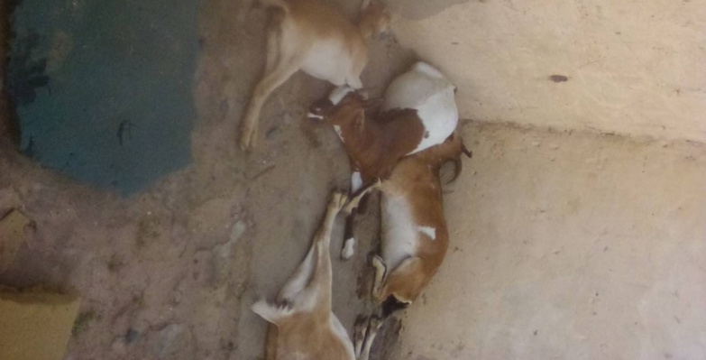 Danger à Saint Louis : de la viande empoisonnée sur le marché? Danger à Saint Louis : de la viande empoisonnée sur le marché?