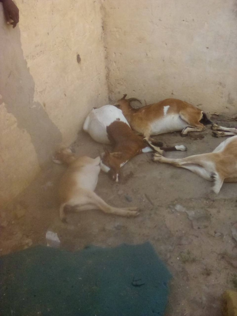 Danger à Saint Louis : de la viande empoisonnée sur le marché? Danger à Saint Louis : de la viande empoisonnée sur le marché?
