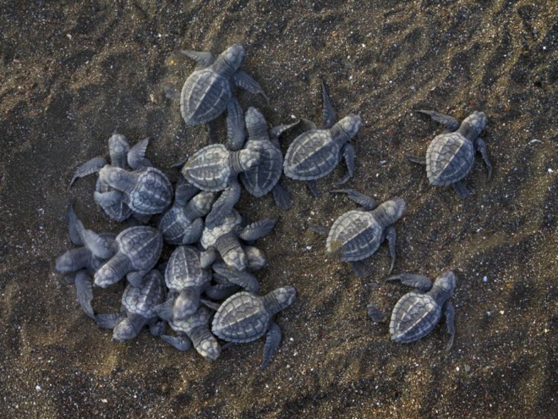 TOGO : Les tortues marines victimes de trafic illicite, plus de milliers de capture par an