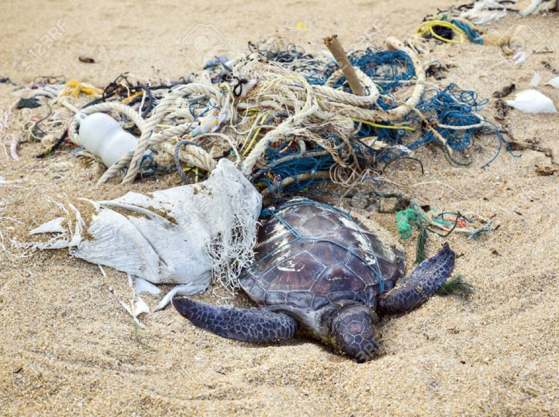 TOGO : Les tortues marines victimes de trafic illicite, plus de milliers de capture par an