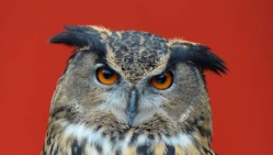 Un mystérieux hibou terrorise une ville néerlandaise