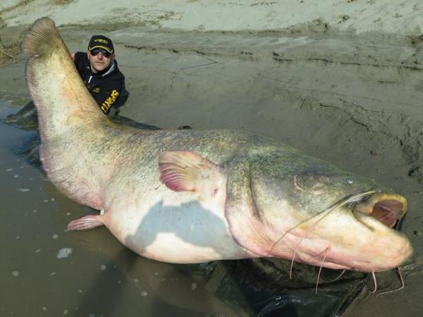 Un pêcheur italien attrape un silure de 127 kilos