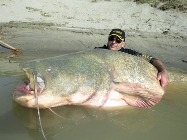 Un pêcheur italien attrape un silure de 127 kilos