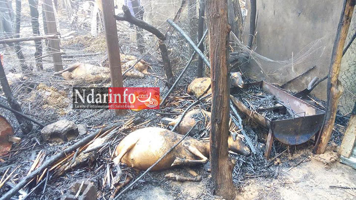 SAINT-LOUIS - GRAVE INCENDIE À BANGO: du bétail calciné (photos)