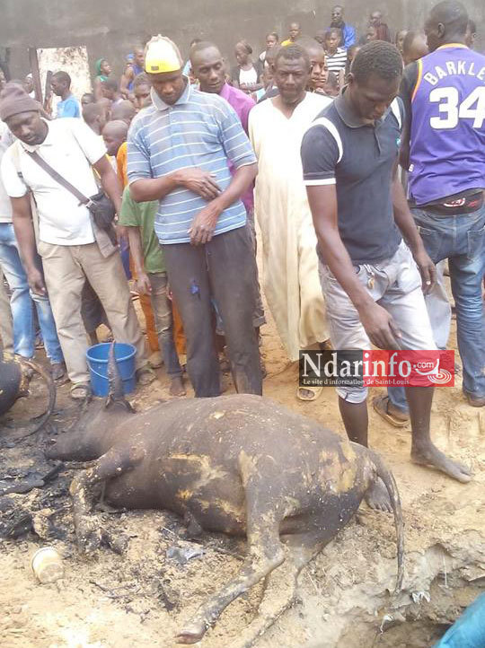 SAINT-LOUIS - GRAVE INCENDIE À BANGO: du bétail calciné (photos)