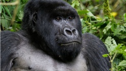 Le virus du sida a été transmis à l'homme par les grands singes