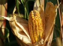 DAGANA: Mbane accueille un projet maïs doté d'un financement d'un milliard