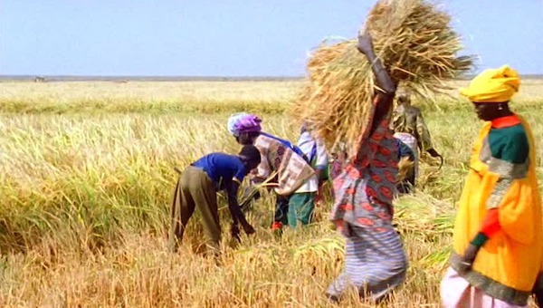 UGB : un laboratoire propose de transformer la balle de riz en énergie UGB : un laboratoire propose de transformer la balle de riz en énergie