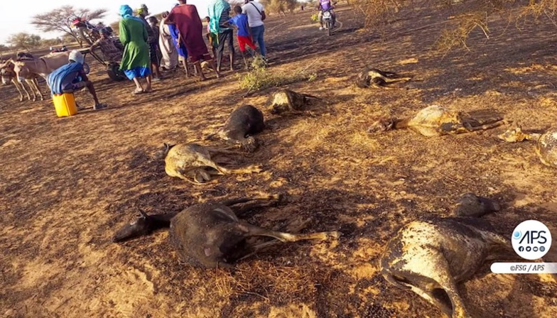 Podor : un feu de brousse tue plus de 100 moutons et ravage le tapis herbacé à Mbolo Birane