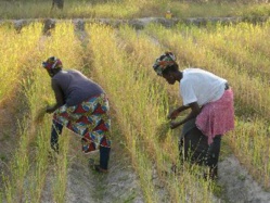MESURES SEMI- PROTECTIONNISTES SUR LE RIZ : POUR QUELLE OPPORTUNITE ? MESURES SEMI- PROTECTIONNISTES SUR LE RIZ : POUR QUELLE OPPORTUNITE ?