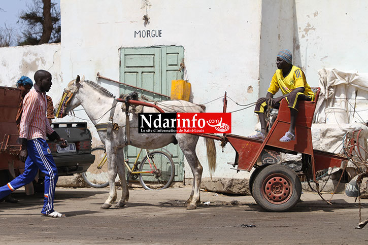 SAINT-LOUIS : les cimetières de Thième et Thiaka Ndiaye vandalisés sans vergogne. Regardez !