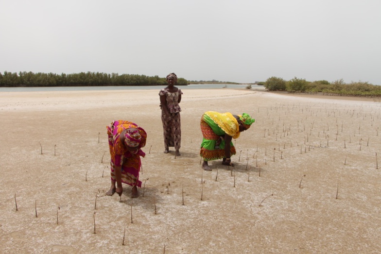 Effets des changements climatiques : au Sénégal, plus de 8 500 ha de terre touchées