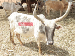 Dans l'enclos d'un éleveur de Dagana Dans l'enclos d'un éleveur de Dagana