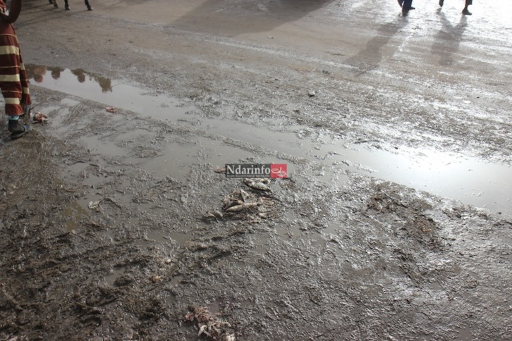 MASSACRE DU TOURISME SAINT-LOUISIEN : une terrible catastrophe à l’entrée de l’hydrobase. Regardez ! MASSACRE DU TOURISME SAINT-LOUISIEN : une terrible catastrophe à l’entrée de l’hydrobase. Regardez !