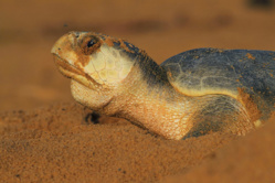 2013-07-13,-7h05.-Tortue-olivâtre-pondant-sur-MO1,-plage-de-Montjoly.-Guyane-française.-©-Photo-par-Frédéric-Bacuez