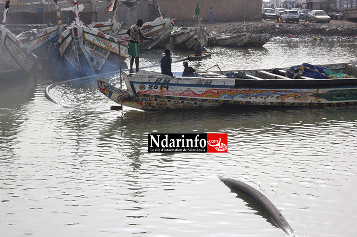 ALERTE : les piroguiers heurtent la conduite d’eau de Guet-Ndar (photos) ALERTE : les piroguiers heurtent la conduite d’eau de Guet-Ndar (photos)